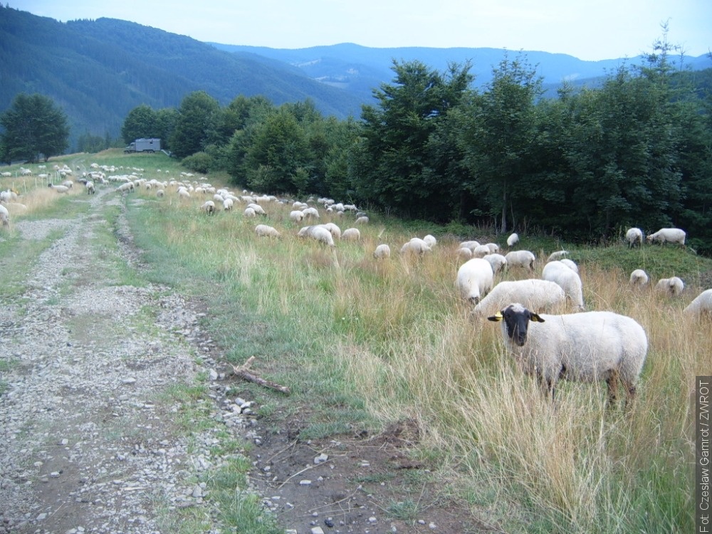 Blíží se tradiční akce Vyvádění ovcí ve Wisle