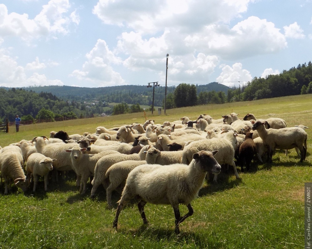 Ve Wisle vyvedli ovce na pastvu