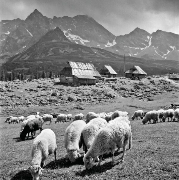 Pastevectví v polských Karpatech online. Spolupořadatelem výstavy je Beskydské muzeum ve Visle